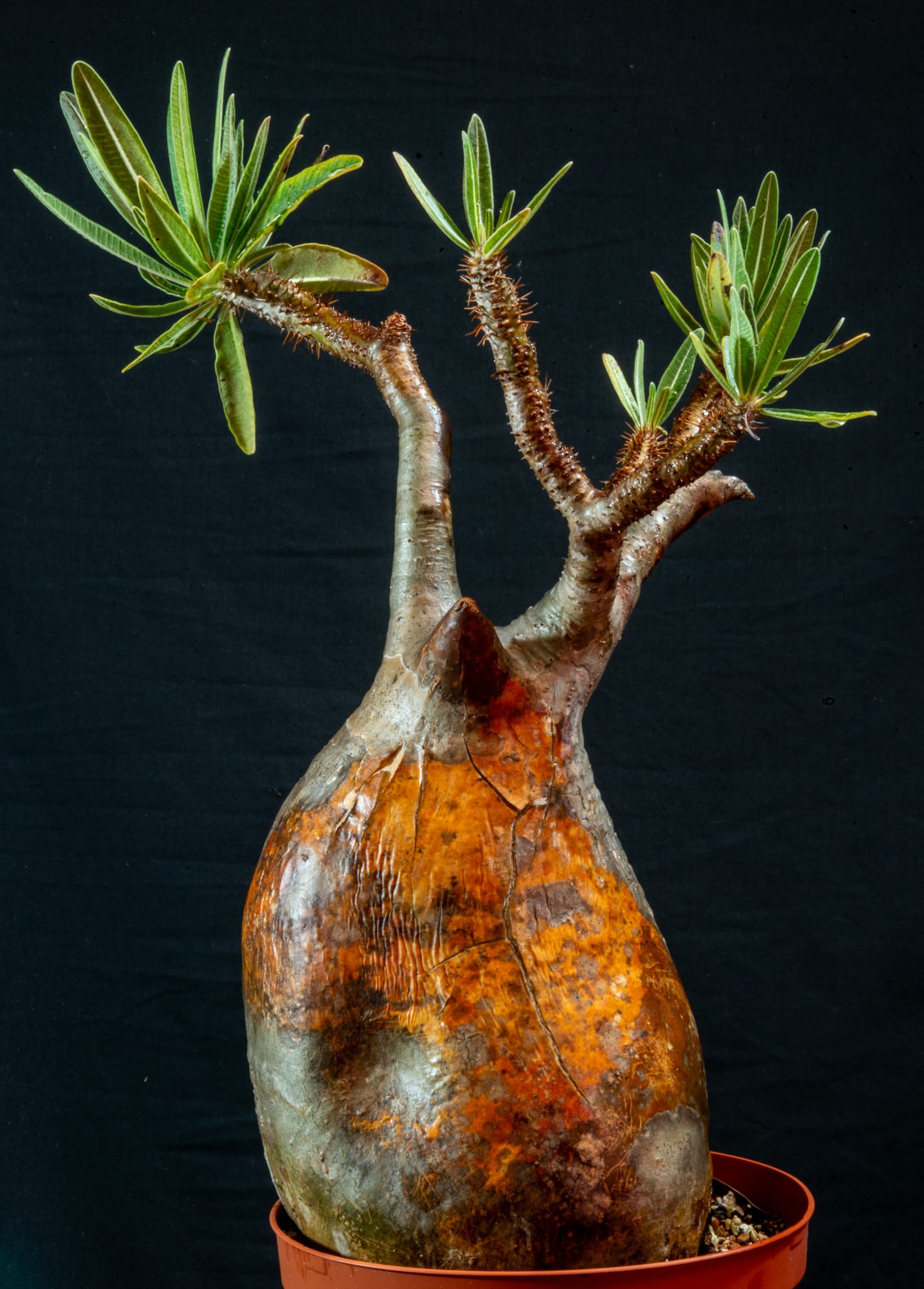 Pachypodium rosulatum var gracilius A - Out Of Africa Plants