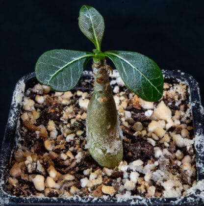 Adenium socotranum A