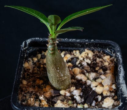 Adenium socotranum B