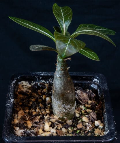 Adenium socotranum D