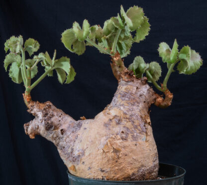 Cyphostemma uter macropus B