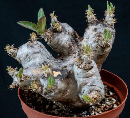 Pachypodium eburneum A