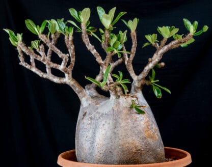 Pachypodium rosulatum var gracilius B