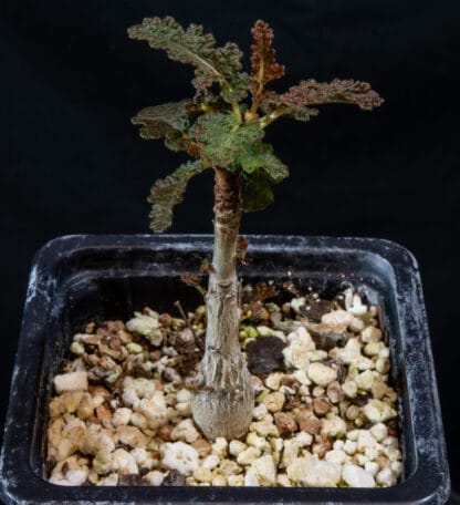 Boswellia bullata A