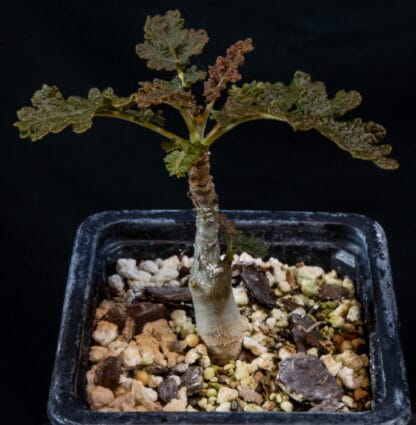 Boswellia bullata B