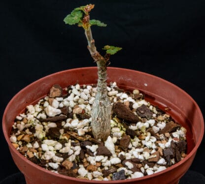 Boswellia dioscoridis A
