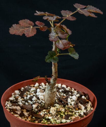 Boswellia dioscoridis B