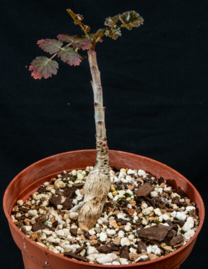 Boswellia dioscoridis C