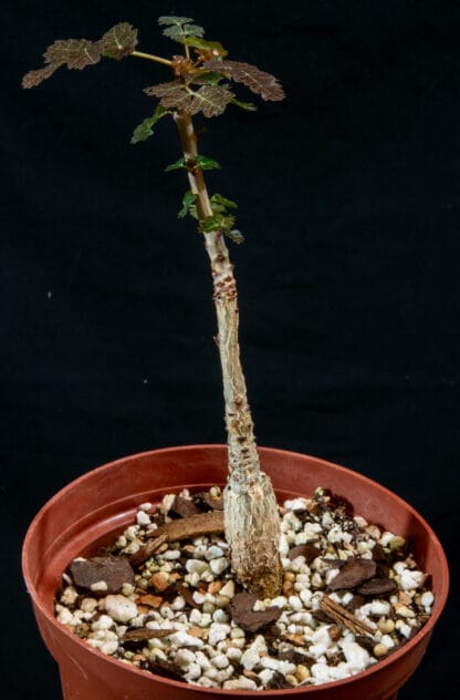 Boswellia dioscoridis D