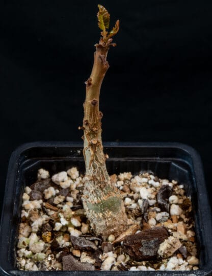 Boswellia nana A