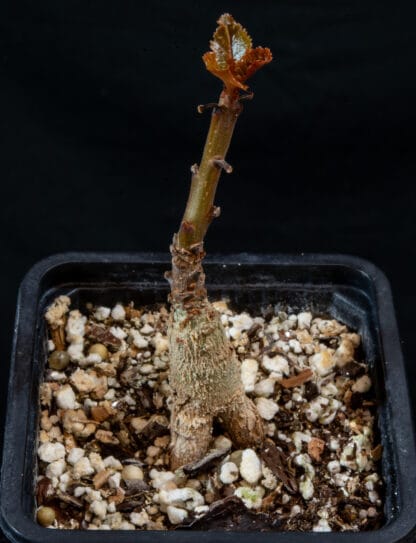 Boswellia nana B