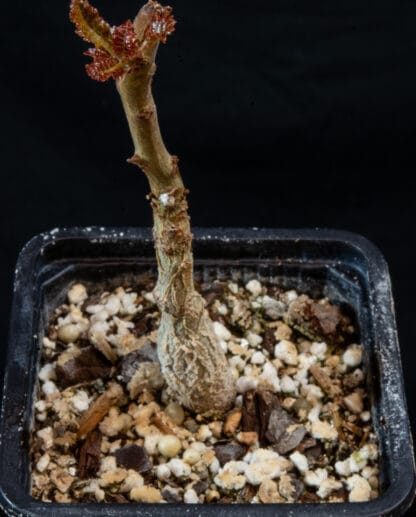 Boswellia nana C