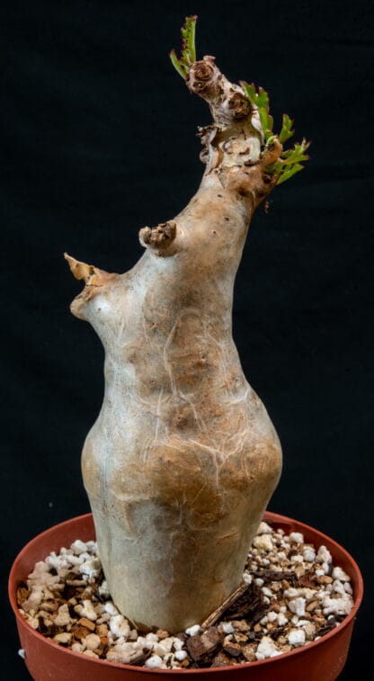 Cyphostemma betiforme thin leaves A