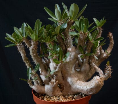 Pachypodium densiflorum B