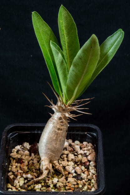 Pachypodium lealii B