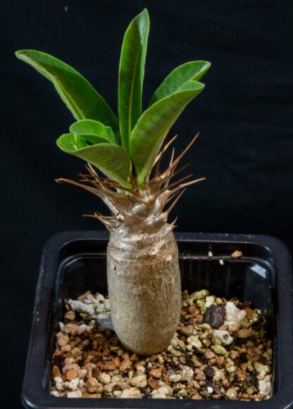 Pachypodium lealii C