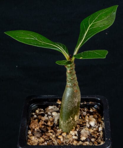 Adenium socotranum C