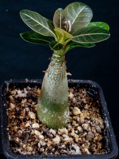 Adenium socotranum C