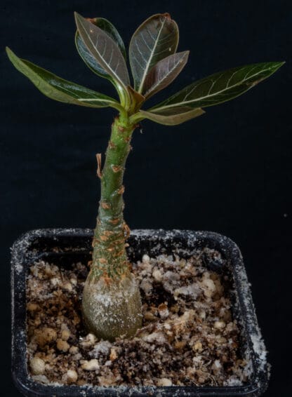 Adenium socotranum D
