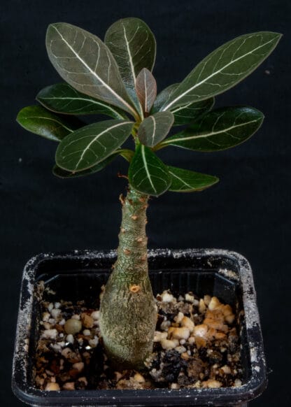 Adenium socotranum D