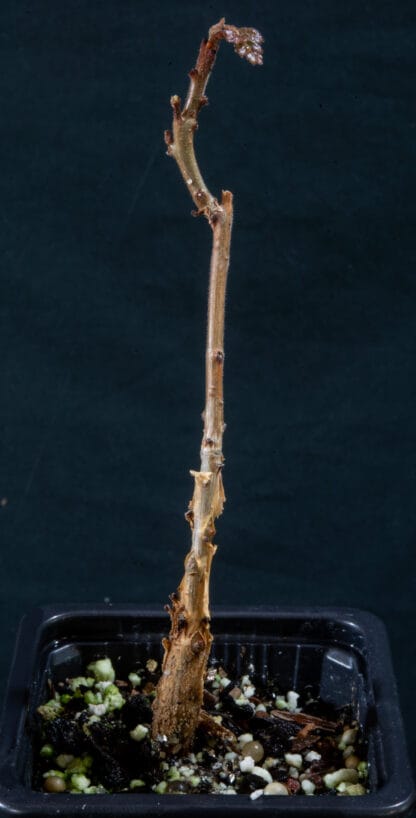 Boswellia ameero A