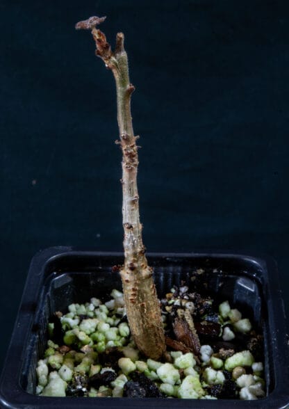 Boswellia ameero B