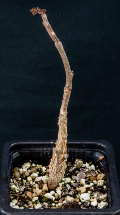 Boswellia ameero C
