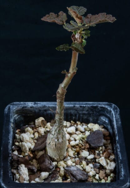 Boswellia bullata A