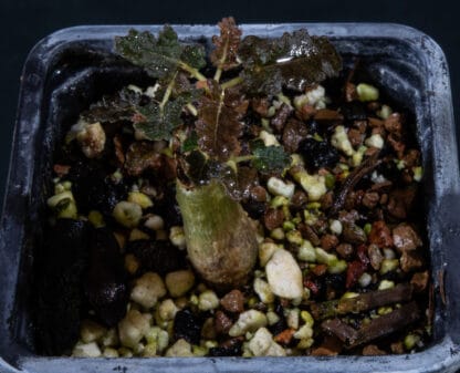 Boswellia bullata B