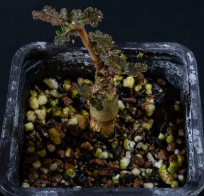 Boswellia bullata C