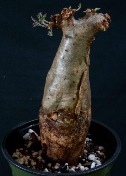 Cyphostemma betiforme thin leaves A