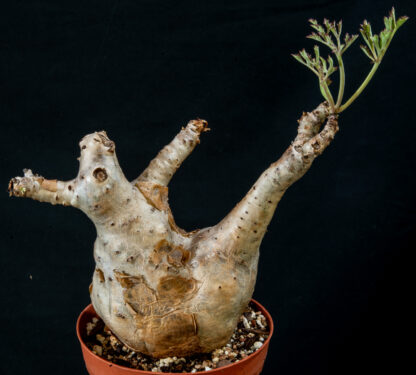 Cyphostemma betiforme thin leaves B