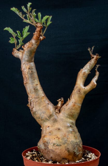 Cyphostemma betiforme thin leaves C