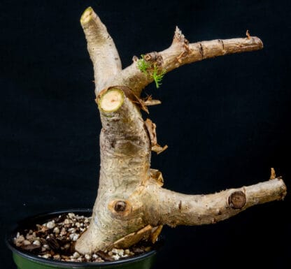 Commiphora kraeuseliana A