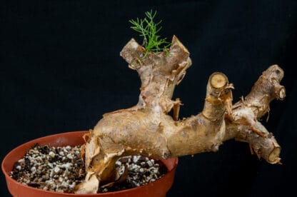 Commiphora kraeuseliana B