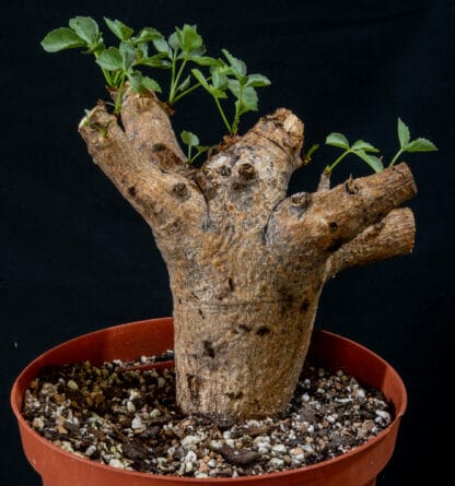 Commiphora saxicola A