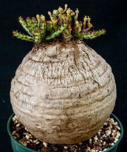 Euphorbia decidua A