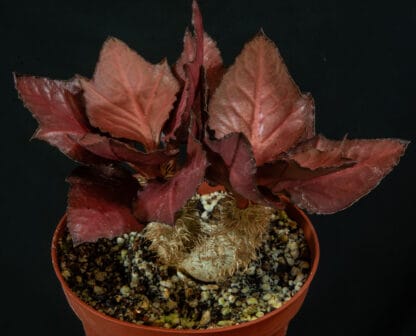 Euphorbia francoisii Thai hybrid C