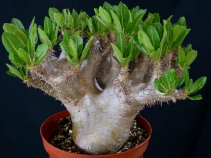 Pachypodium densiflorum B