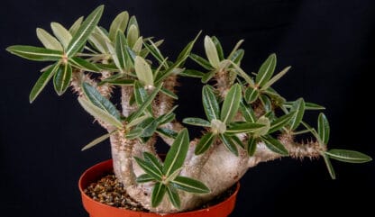 Pachypodium densiflorum C