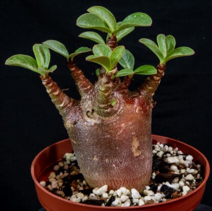 Adenium arabicum "Black" A