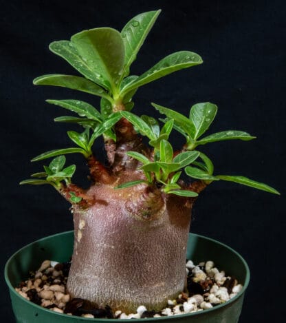 Adenium arabicum "Black" B