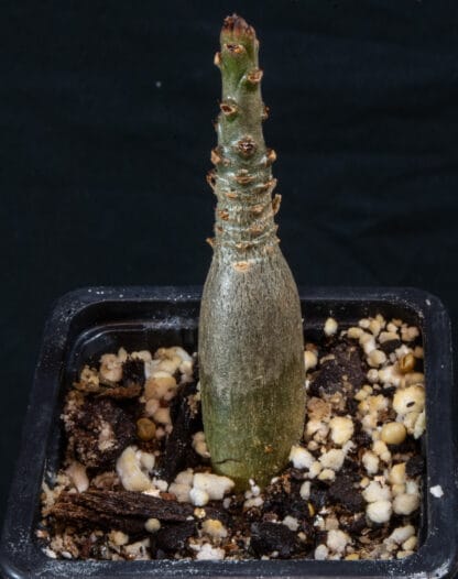 Adenium socotranum A