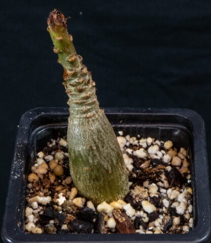 Adenium socotranum B