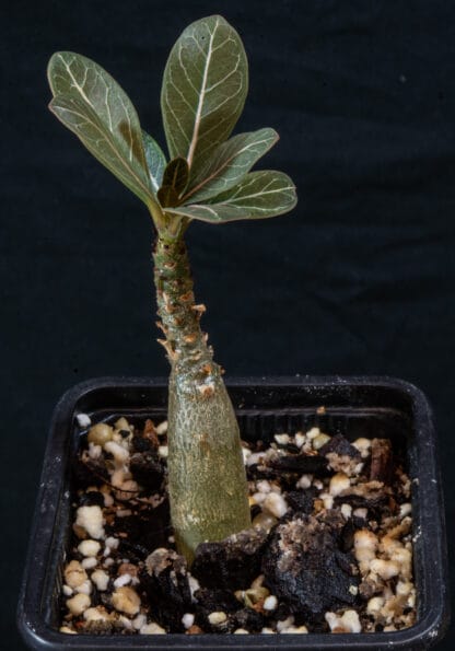 Adenium socotranum C