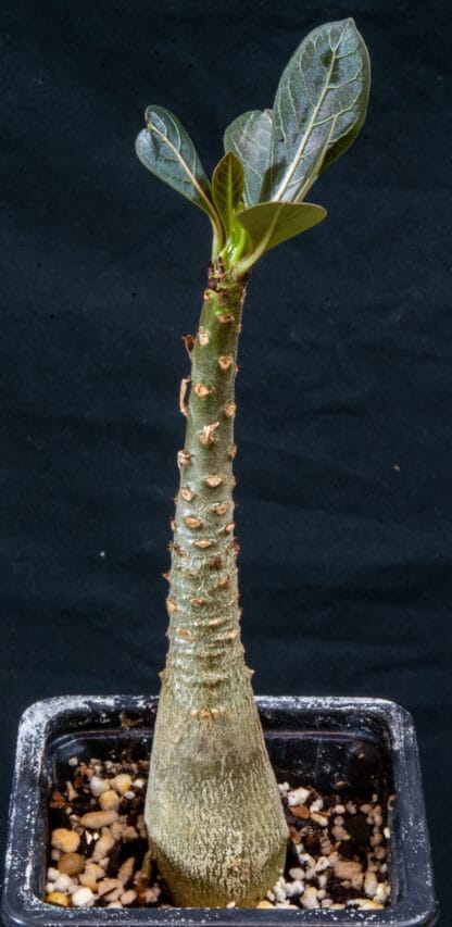 Adenium socotranum D