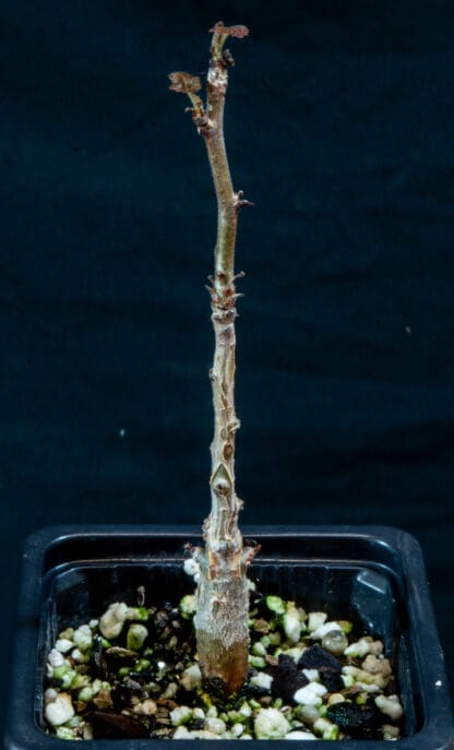 Boswellia ameero A
