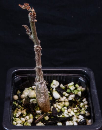 Boswellia ameero B