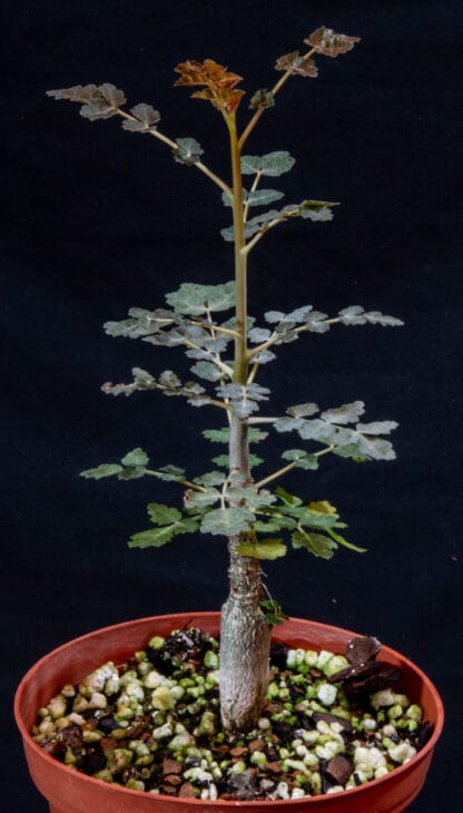 Boswellia dioscoridis B