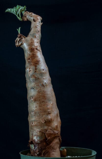 Cyphostemma betiforme